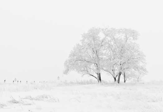 冬季雪地树木图片