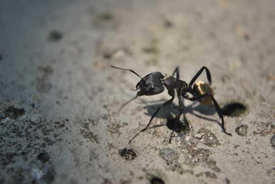 地上的蚂蚁图片