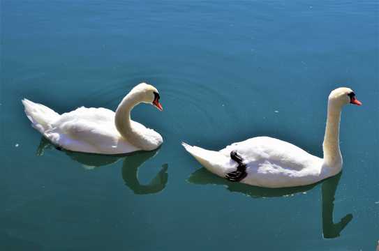 湖中两只大白鹅
