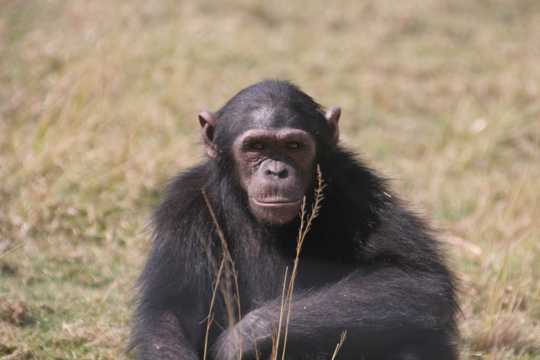 草原上的黑猩猩图片