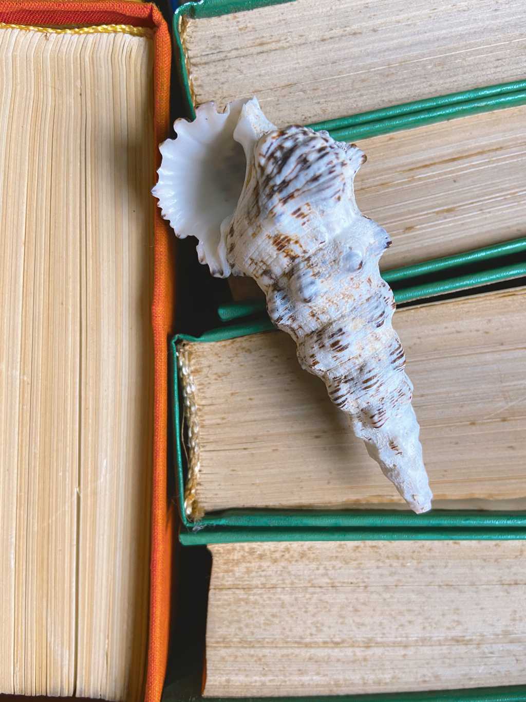 书籍上的长贝壳