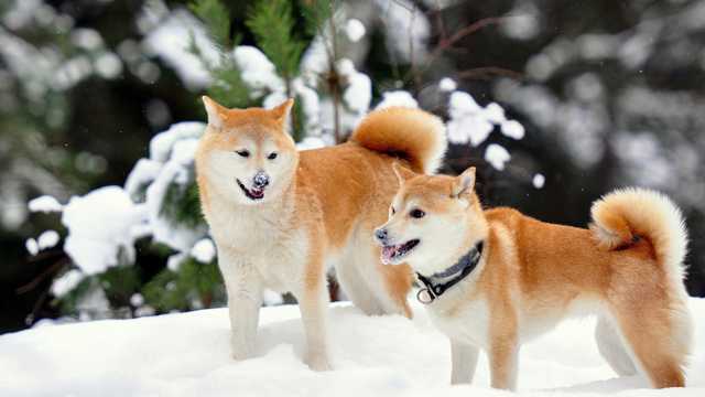 雪地上的秋田犬图片
