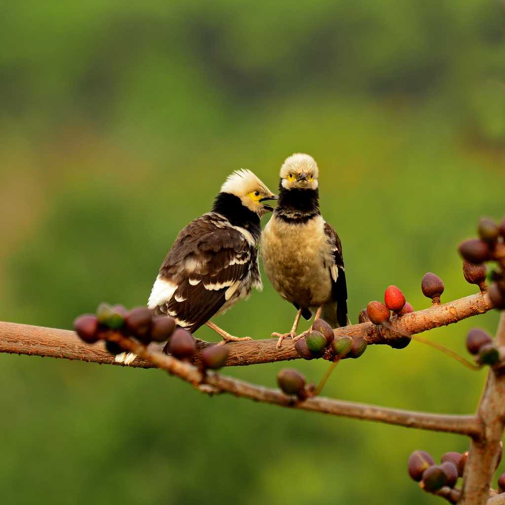 黑领椋鸟图片