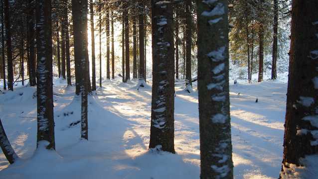 冬季树林景致图片