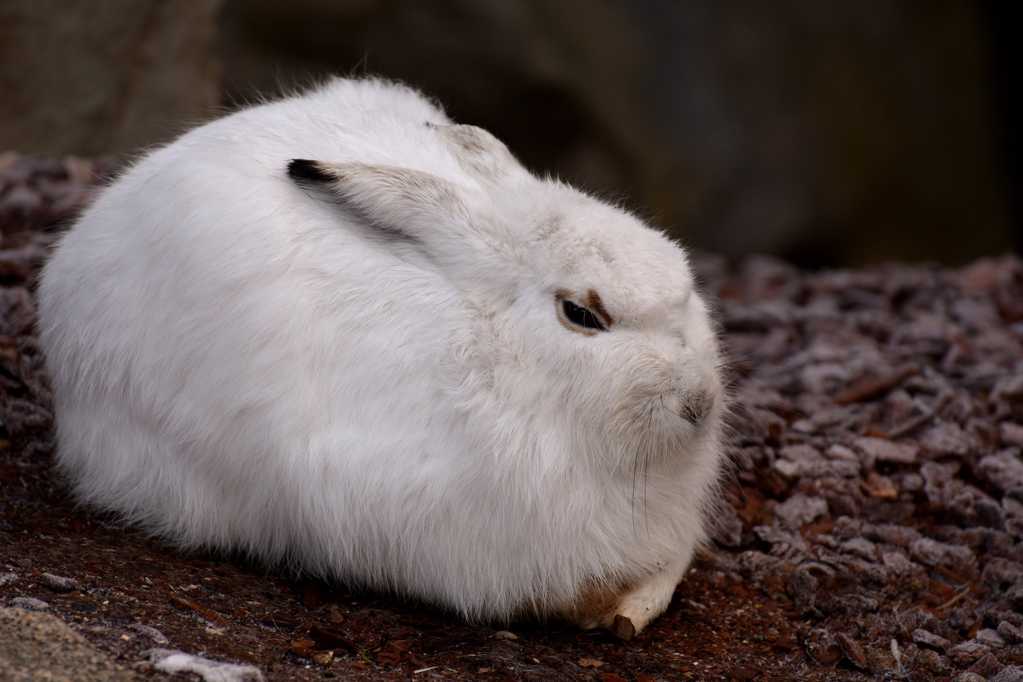 呆萌的大白兔子
