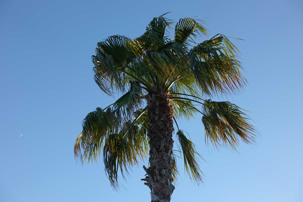 一颗棕榈树图片