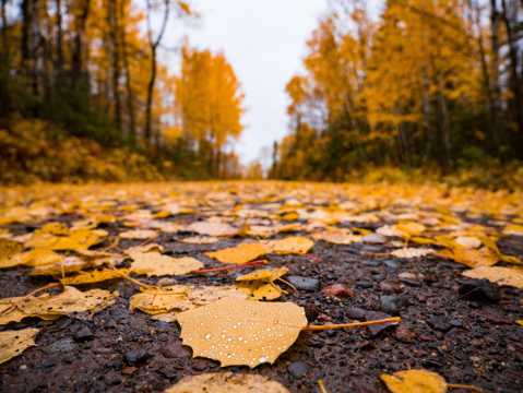 秋季枯黄落叶风光图片