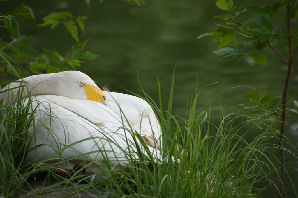 草丛中休憩的大白鹅