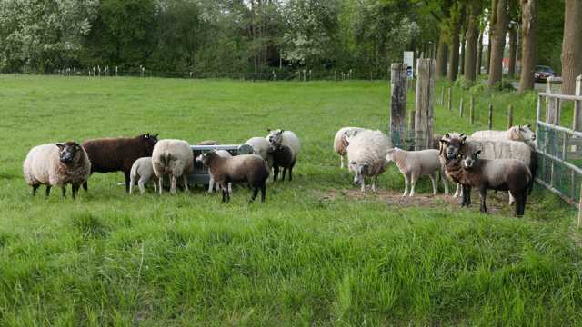 荷兰牧区里的羊群图片