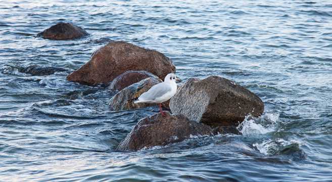 石头上的海鸥
