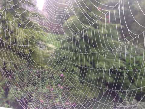 晶莹剔透的蜘蛛网图片