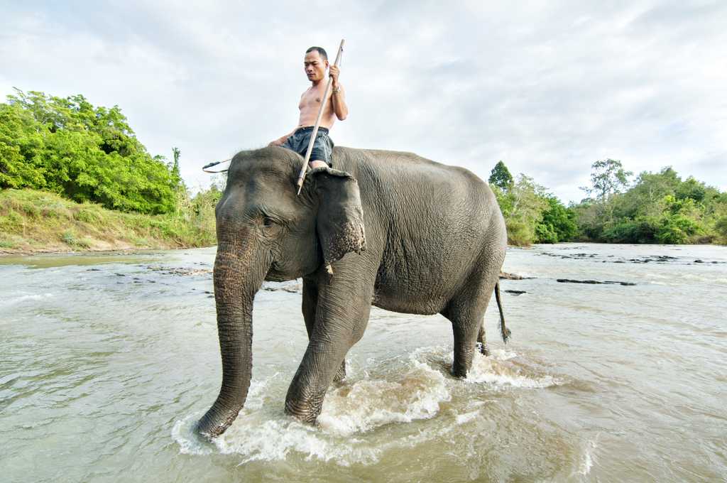 身躯壮硕的曼谷大象