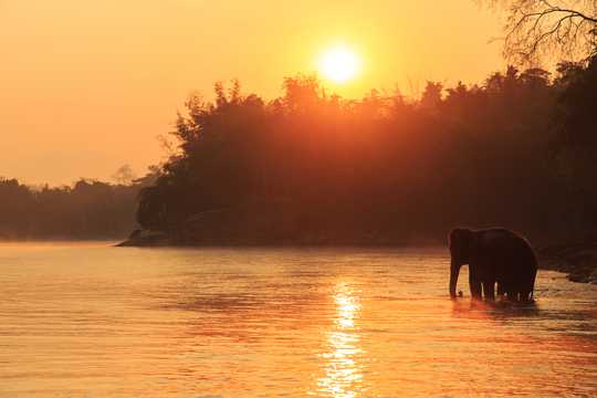 夕阳中的大象