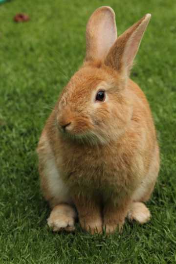 可爱软萌的兔子图片