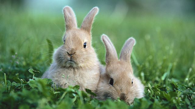 草地上的两只小兔子