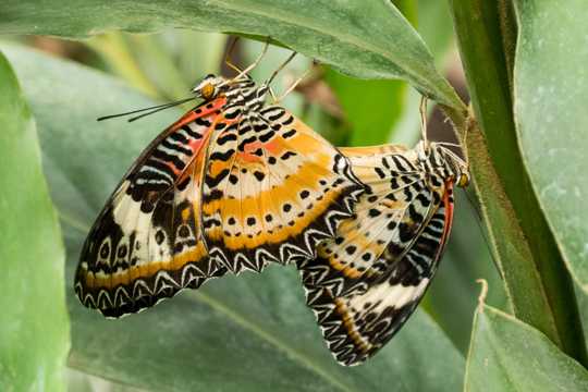 色彩斑斓的蝴蝶图片