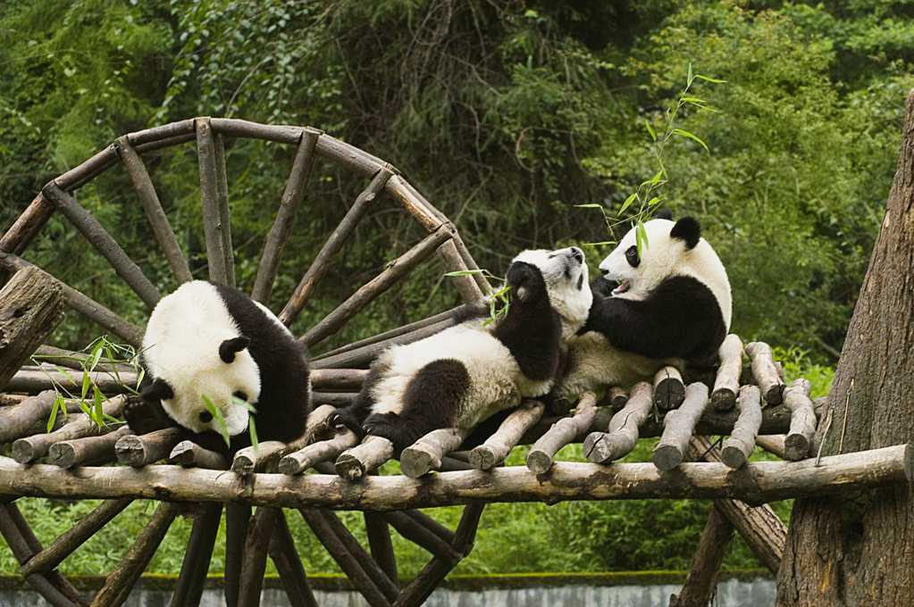 可人无敌的大熊猫图片