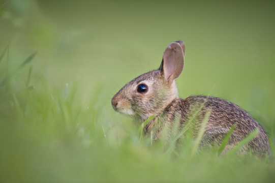 草原上的小兔子图片