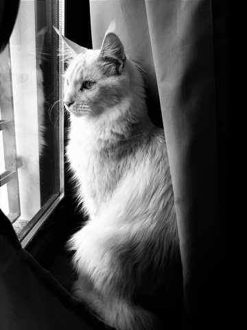 猫咪黑白图片