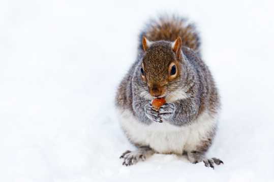 雪地里觅食的松鼠