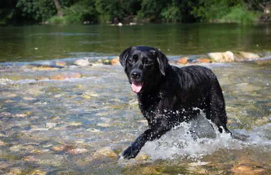 河中奔跑的纯黑拉布拉多犬