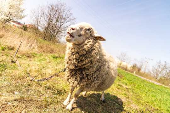 草原上的小羊羔图片