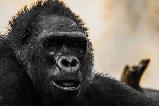 丑萌的黑猩猩图片