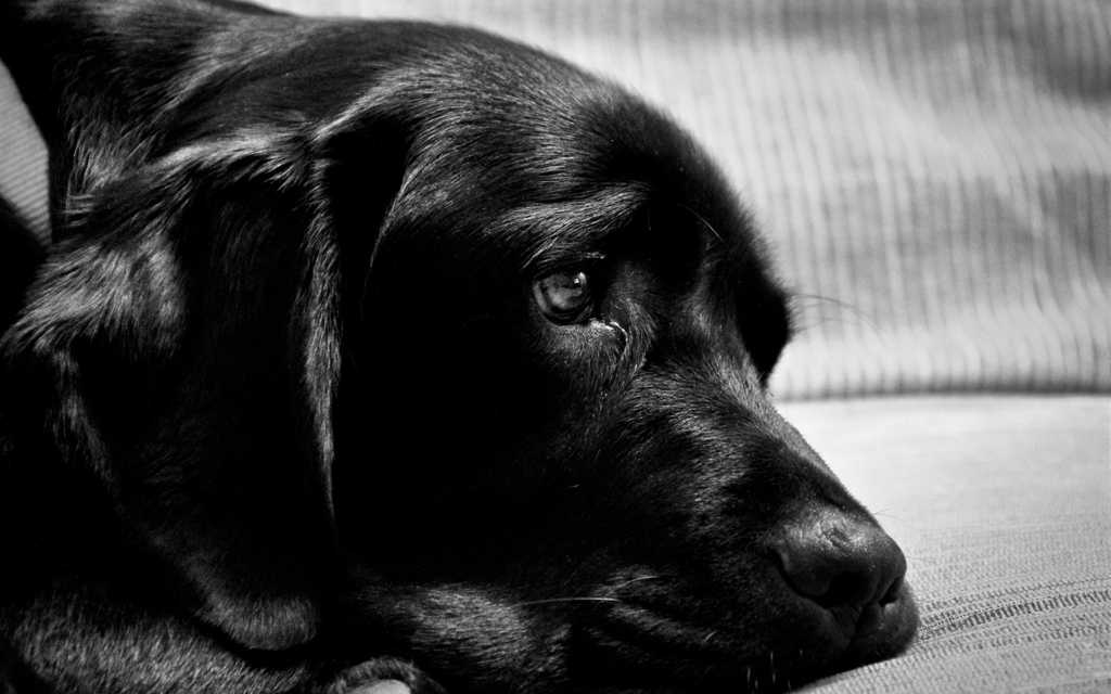 黑色拉布拉多犬高清图片
