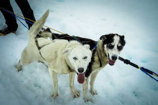 雪地雪橇犬图片