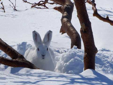 雪地上小白兔图片