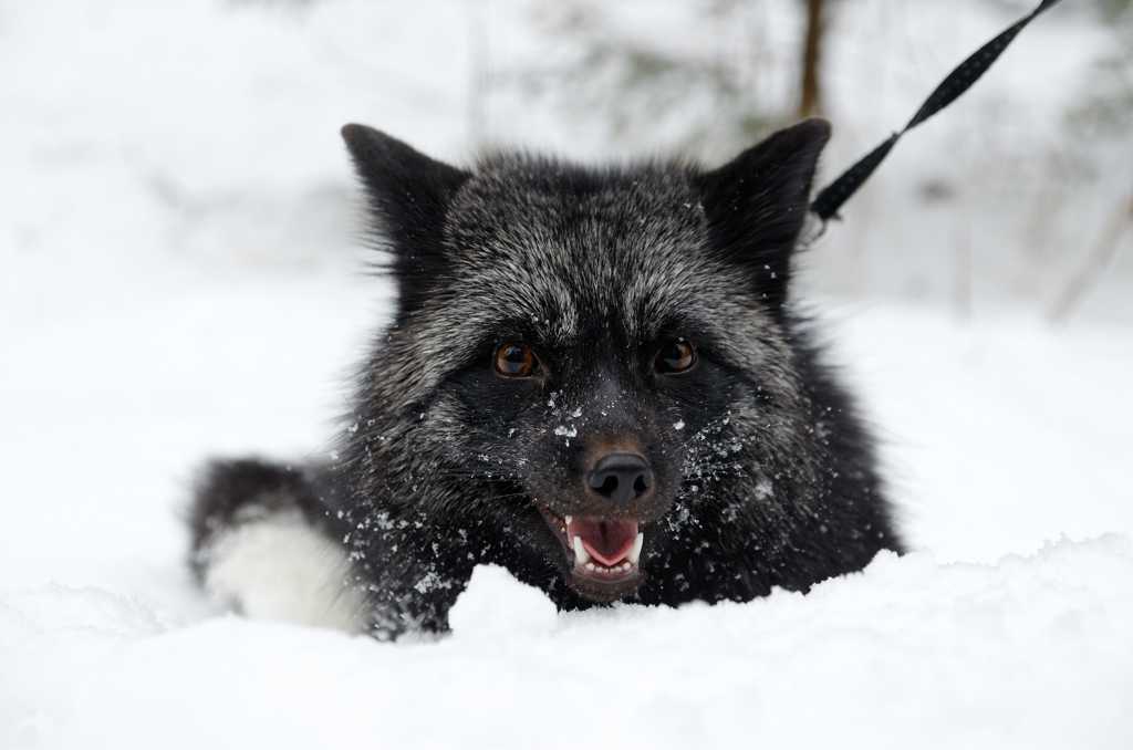 雪地里的北极狐图片
