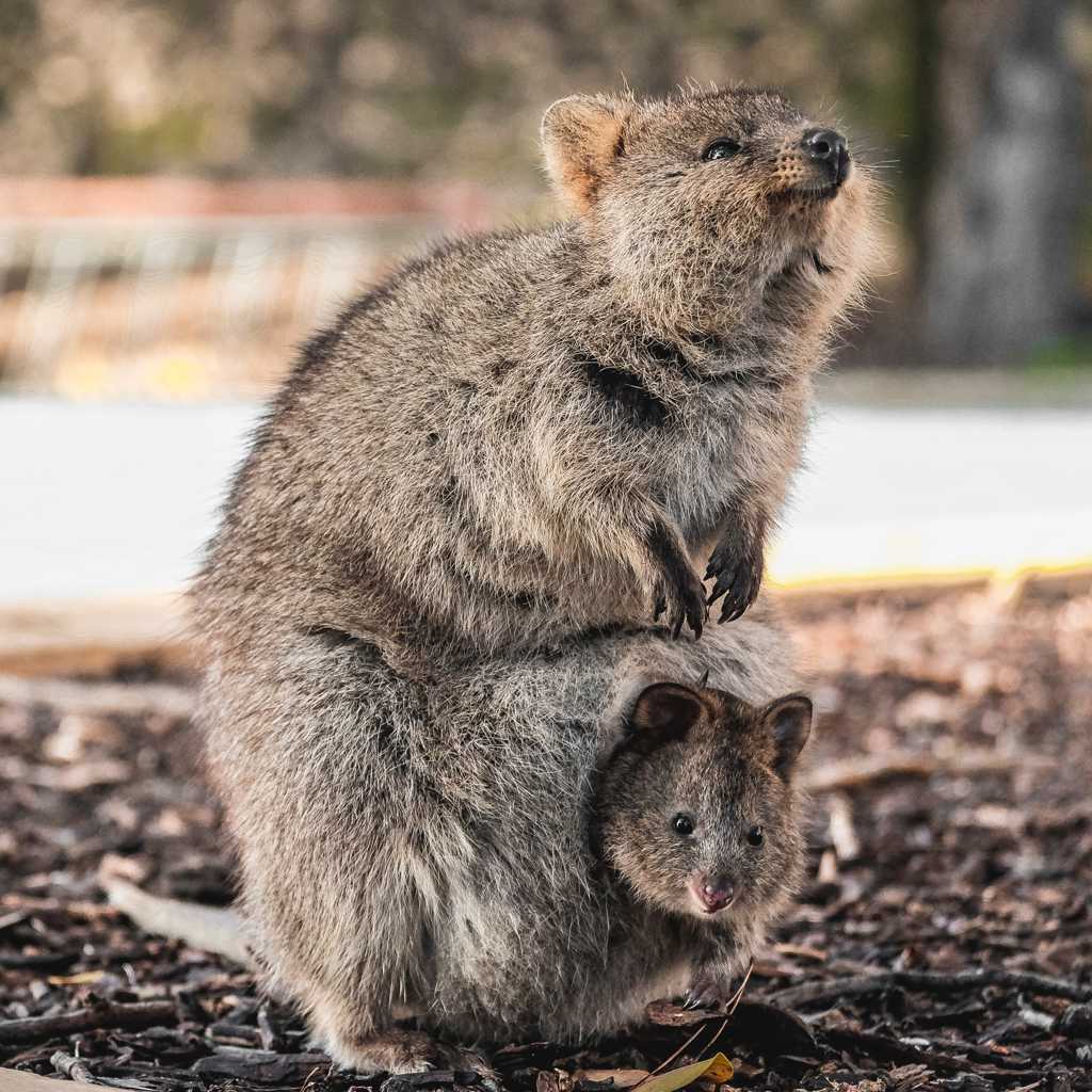开心的澳洲短尾矮袋鼠图片