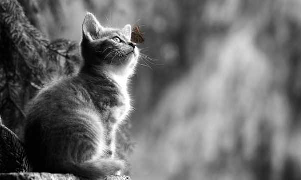 瞻仰的萌宠猫黑白图片