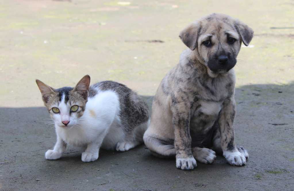 和平共处的小猫和小狗