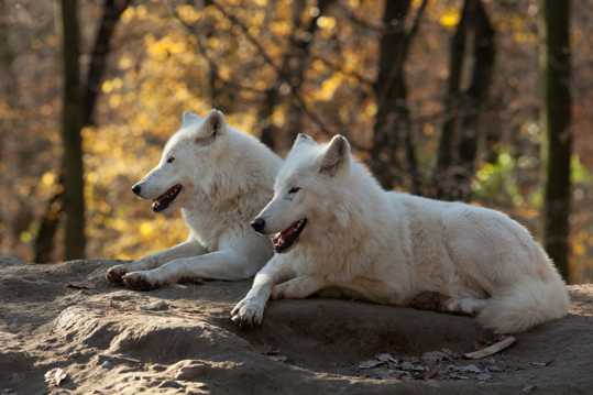 两只野生白狼图片
