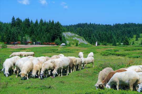 草原上的牧羊群