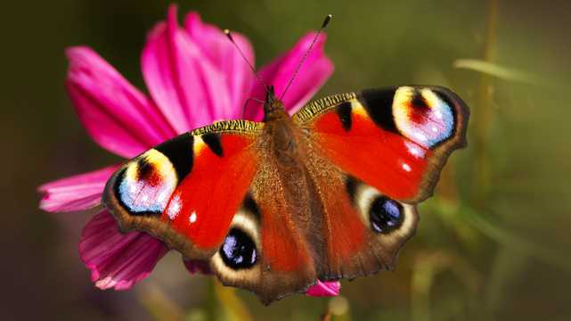 花卉上的孔雀蝴蝶图片
