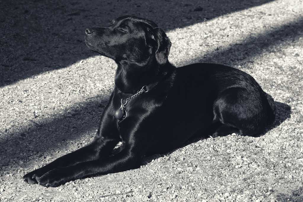 休憩的拉布拉多犬图片