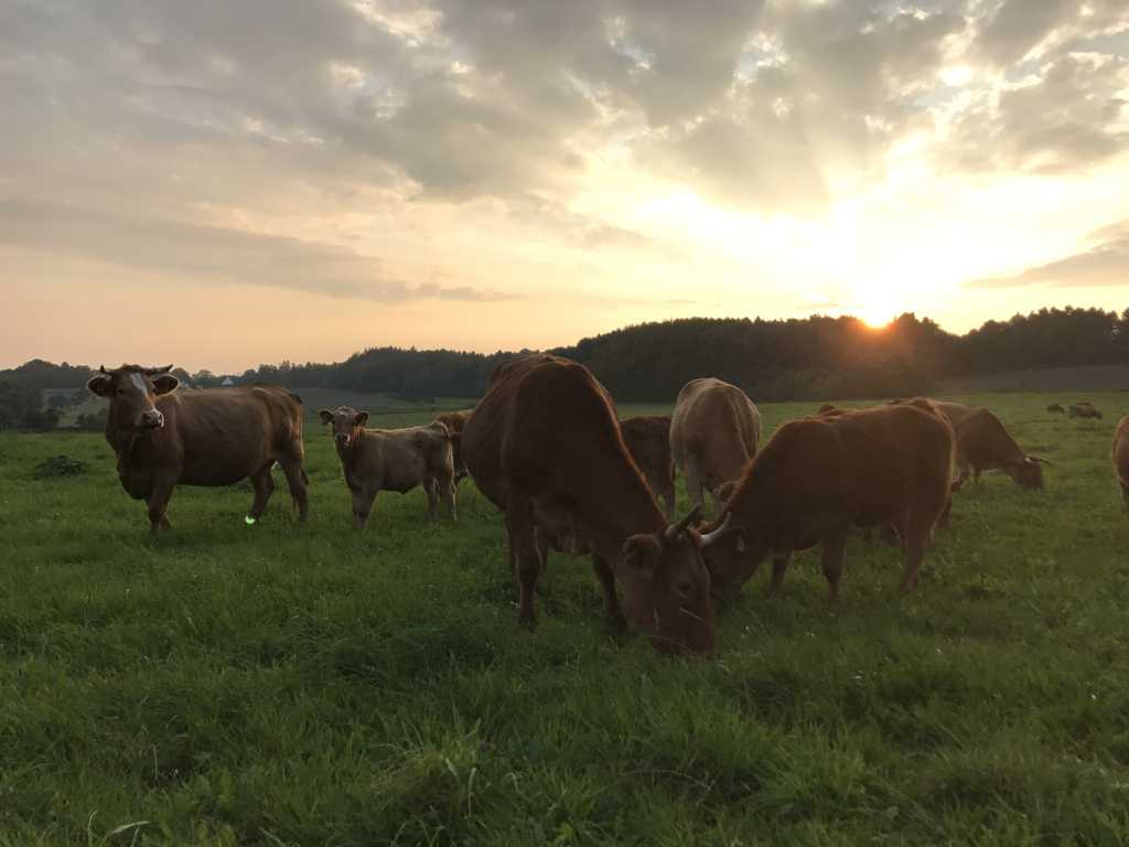 牧场的牛群图片