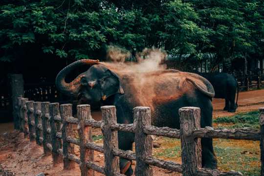 动物园欣赏大象图片
