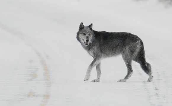 雪地里的孤狼图片