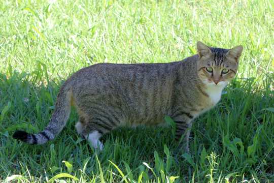 草地上漫步的虎斑猫图片