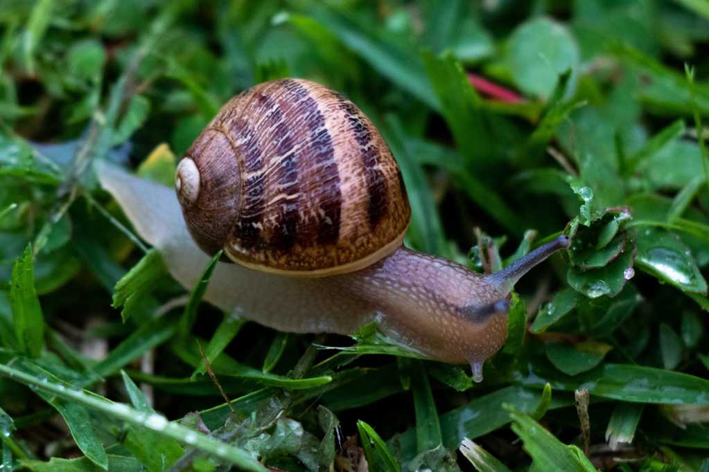 草地上的蜗牛图片