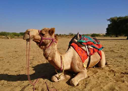 大漠的骆驼图片