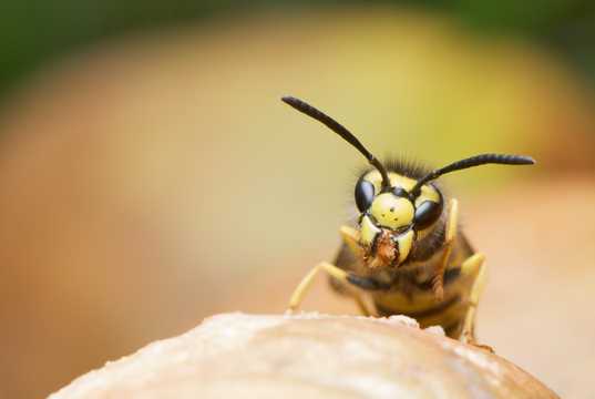 体大身长毒性强的黄蜂图片