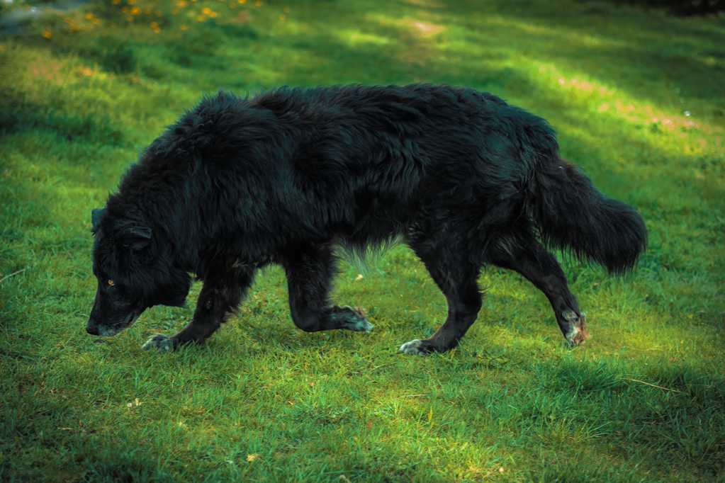 草坪上黑色狗图片