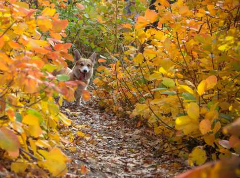 森林中奔跑跳跃的可人狗狗图片