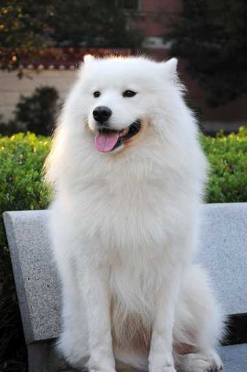 白色萨摩耶犬的图片
