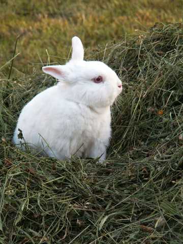 白色兔子图片