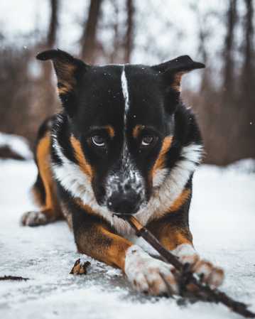 雪地里噬咬树枝的猎狗